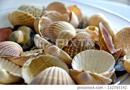 empty pale conches empty pale conches 132785142