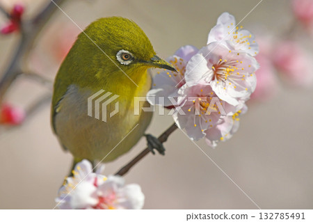 一隻繡眼鳥飛到了盛開的白梅花叢中（春日景象）（秋日景象） 132785491