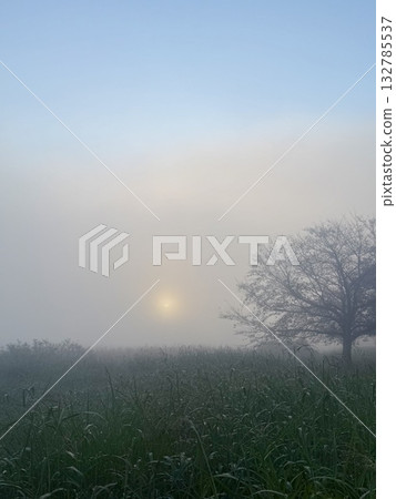 Fantastic morning mist-wrapped grassland and pale morning sun Healing landscape background material 132785537