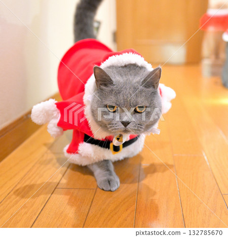 穿著聖誕老人服裝的可愛貓咪（英國短毛貓） 132785670
