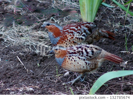 A memory of early summer: a pair of bush warblers. 132785674