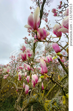 Magnolia Blooms in the Beautiful Springtime to Showcase Its Stunning Beauty and Vibrance 132785913