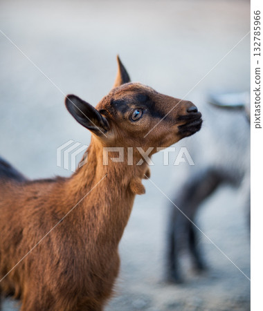 Little goat close-up on a nature background 132785966