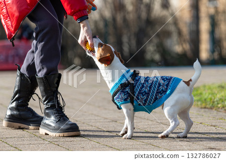 Small energetic jack russel dog wearing blue knitted sweater plays tug-of-war with person holding toy. Scene captures joyful outdoor training moment filled with energy, sunlight, playful interaction Small energetic jack russel dog wearing blue knitted sweater plays tug-of-war with person holding toy. Scene captures joyful outdoor training moment filled with energy, sunlight, playful interaction 132786027
