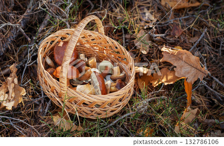 Basket of wild mushrooms foraging in autumn forest Basket of wild mushrooms foraging in autumn forest 132786106