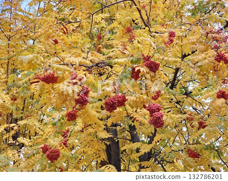 Red rowan berries in autumn. Selective focus on red ripe Sorbus berries in an autumn. Close-up of bright red rowan berry clusters against a backdrop of yellow autumn leaves. Red rowan berries in autumn. Selective focus on red ripe Sorbus berries in an autumn. Close-up of bright red rowan berry clusters against a backdrop of yellow autumn leaves. 132786201