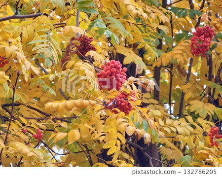 Red rowan berries in autumn. Selective focus on red ripe Sorbus berries in autumn. Close-up of bright red rowan berry clusters against a backdrop of the yellow autumn leaves. Red rowan berries in autumn. Selective focus on red ripe Sorbus berries in autumn. Close-up of bright red rowan berry clusters against a backdrop of the yellow autumn leaves. 132786205