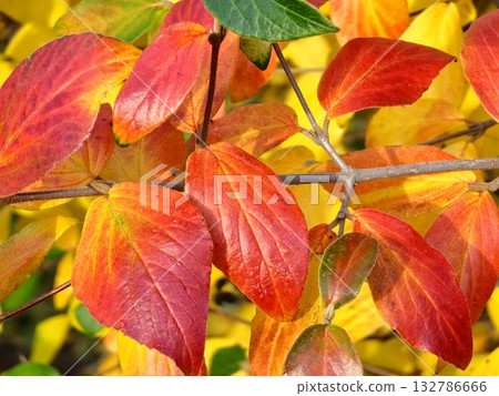 Red and yellow leaves of Viburnum rhytidophyllum in an autumn. Selective focus. Close-up of the red and yellow green leaves of Viburnum rugosa in October. 132786666