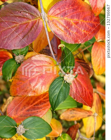 Red and yellow leaves of Viburnum rhytidophyllum in autumn. Selective focus. Close-up of red and yellow green leaves of the Viburnum rugosa in October. Red and yellow leaves of Viburnum rhytidophyllum in autumn. Selective focus. Close-up of red and yellow green leaves of the Viburnum rugosa in October. 132786667