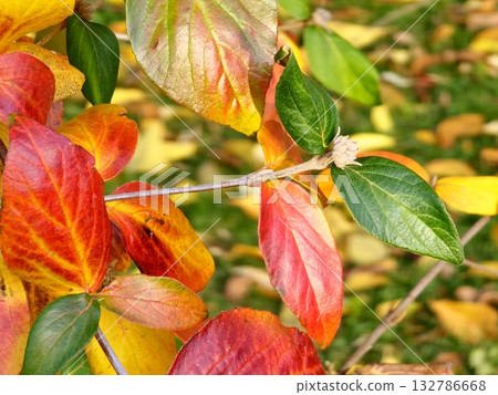Red and yellow leaves of Viburnum rhytidophyllum in autumn. Selective focus. Close-up of red and yellow green leaves of Viburnum rugosa in the October. 132786668
