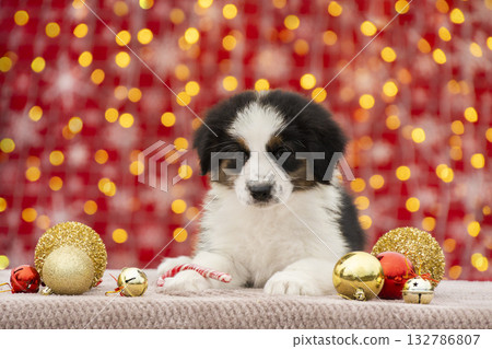 Sweet Australian Shepherd puppy lying among golden and red Christmas ornaments and candy canes on a cozy surface. Adorable festive portrait with holiday bokeh lights in the background. Sweet Australian Shepherd puppy lying among golden and red Christmas ornaments and candy canes on a cozy surface. Adorable festive portrait with holiday bokeh lights in the background. 132786807