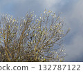 White leaves on the branches of a silver poplar against the sky 132787122