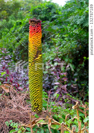 Red ,green and yellow betel nuts on a palm tree. Red ,green and yellow betel nuts on a palm tree. 132787189