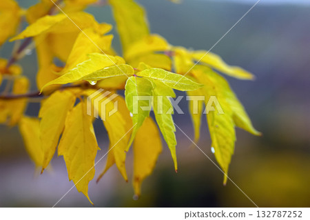 Yellow leaves on the tree branch in the autumn woodland. Yellow leaves on the tree branch in the autumn woodland. 132787252