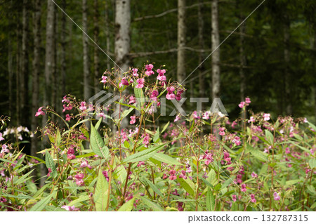 Pink Impatiens Flower Growing in the Wilderness of the Alps Pink Impatiens Flower Growing in the Wilderness of the Alps 132787315