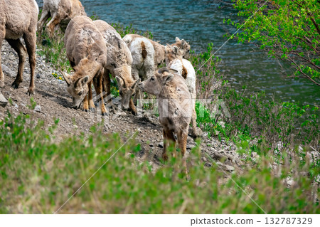 Females and young Bighorn sheep grazing in mountains in spring. 132787329