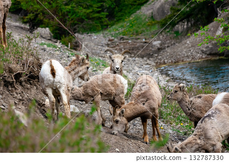 Females and young Bighorn sheep grazing in mountains in spring. Females and young Bighorn sheep grazing in mountains in spring. 132787330