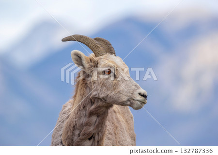 Portrait of the Bighorn sheep with little horns in the snowy mountains. 132787336