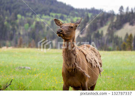 Wapiti elk doe in the green meadow in spring, grazing on grass. Wapiti elk doe in the green meadow in spring, grazing on grass. 132787337