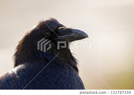 Head of a beautiful black raven in a sunny day, side view. 132787339