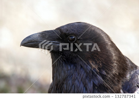 Head of a beautiful black raven in a sunny day, side view. Head of a beautiful black raven in a sunny day, side view. 132787341