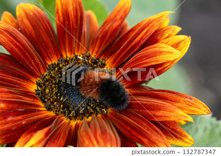 Woolly bear caterpillar is sitting on a red sunflower in autumn. Woolly bear caterpillar is sitting on a red sunflower in autumn. 132787347