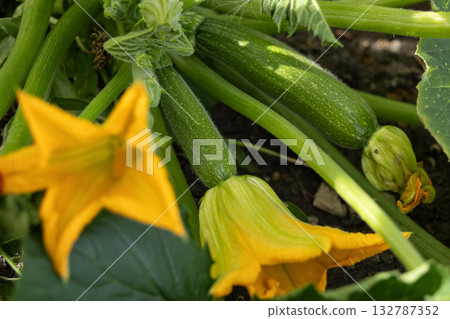 Zucchini plant with vegetables and bloom in green foliage. Zucchini plant with vegetables and bloom in green foliage. 132787352