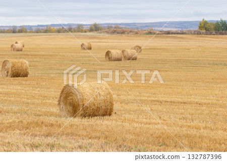 Autumn landscape in prairies, field with round yellow bales. Autumn landscape in prairies, field with round yellow bales. 132787396