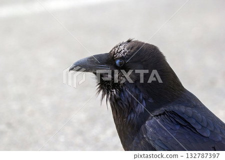 Head of a beautiful black raven in a sunny day, side view. 132787397