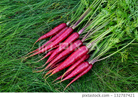 Red colorful carrots with foliage on green grass of the garden. Red colorful carrots with foliage on green grass of the garden. 132787421