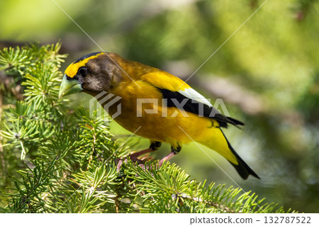 Male Evening Grosbeak on a spruce tree branch. 132787522