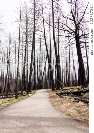 Hike in burnt black woods through the aftermaths of wildfire. Hike in burnt black woods through the aftermaths of wildfire. 132787533
