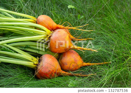 Bunch of harvested orange beets with foliage on the green grass. 132787536