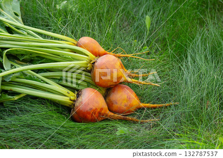 Bunch of harvested orange beets with foliage on the green grass. Bunch of harvested orange beets with foliage on the green grass. 132787537
