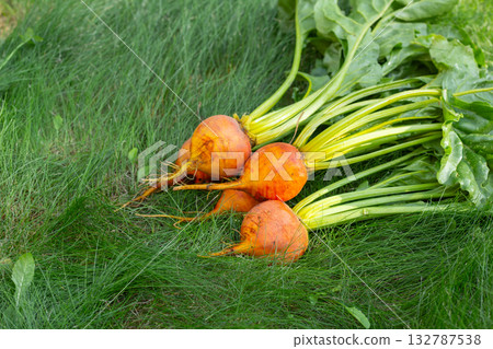 Bunch of harvested orange beets with foliage on the green grass. Bunch of harvested orange beets with foliage on the green grass. 132787538