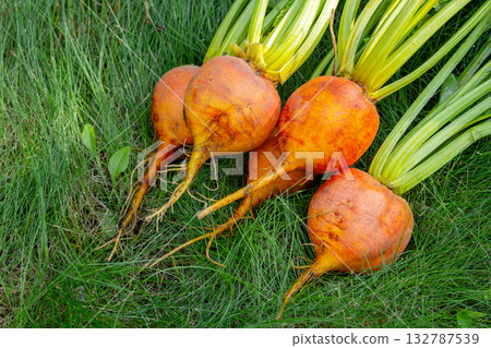 Bunch of harvested orange beets with foliage on the green grass. Bunch of harvested orange beets with foliage on the green grass. 132787539