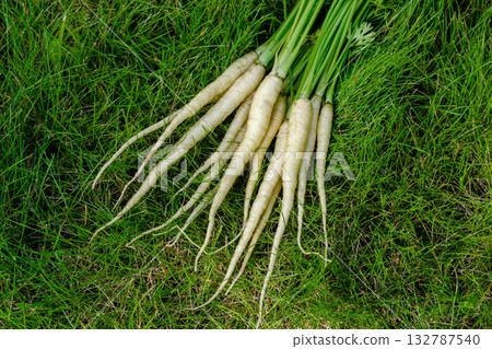 White healthy carrots with foliage on green grass of the garden. 132787540