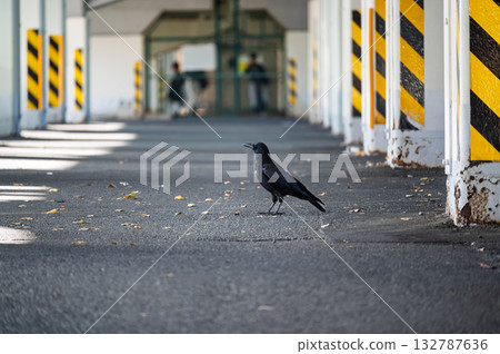 Crows under the overpass 132787636