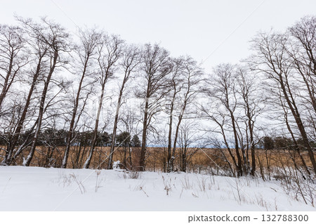 A tranquil winter scenery featuring a row of tall bare trees A tranquil winter scenery featuring a row of tall bare trees 132788300