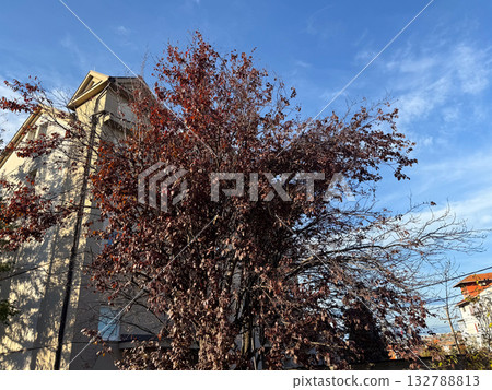 Tree with red leaves against blue sky and building. Urban autumn, architectural contrast and seasonal color harmony. 132788813