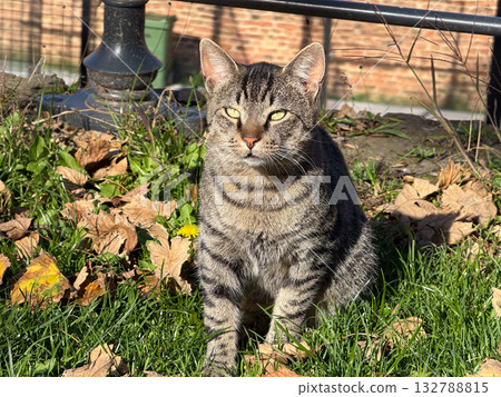 Striped cat sitting among leaves and grass. Tranquility, independence and harmony with the urban nature. Striped cat sitting among leaves and grass. Tranquility, independence and harmony with the urban nature. 132788815