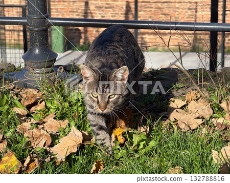 Striped cat moving through autumn grass. Exploration, instinct and alertness in natural light and urban park. Striped cat moving through autumn grass. Exploration, instinct and alertness in natural light and urban park. 132788816