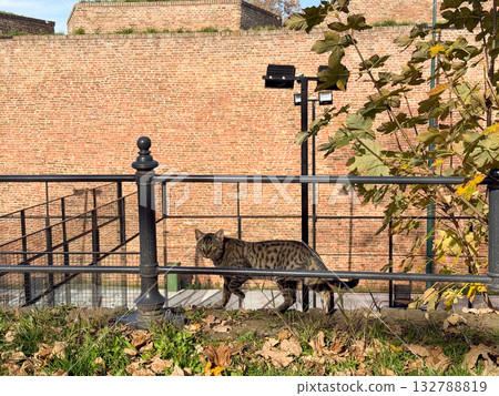 Striped cat walking near metal fence and brick wall. Urban wildlife, curiosity and adaptability in city environment. Striped cat walking near metal fence and brick wall. Urban wildlife, curiosity and adaptability in city environment. 132788819