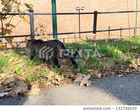 Cat walking away on leaf-covered grass near brick wall. Urban wildlife, freedom and coexistence with human environment. 132788820