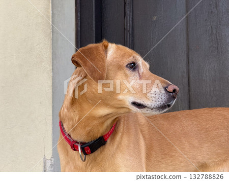 Brown dog looking to the side by doorway. Observation, curiosity and awareness in quiet urban environment. 132788826