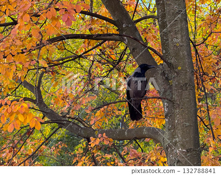 Crow sitting on tree branch with colorful autumn leaves. Contrast, symbolism and coexistence of nature and mystery. Crow sitting on tree branch with colorful autumn leaves. Contrast, symbolism and coexistence of nature and mystery. 132788841
