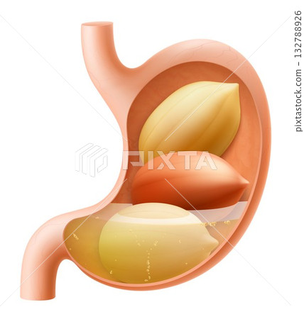 Human Stomach with peanuts. The stomach digests peanut. A stomach filled with healthy and wholesome food. Proper nutrition. Realistic 3d Vector illustration. Food digestion process illustration 132788926