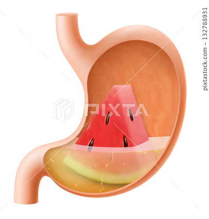Human Stomach with watermelon. The stomach digests watermelon. A stomach filled with healthy and wholesome food. Proper nutrition. Realistic 3d Vector illustration. Food digestion process illustration 132788931