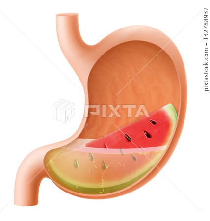 Human Stomach with watermelon. The stomach digests watermelon. A stomach filled with healthy and wholesome food. Proper nutrition. Realistic 3d Vector illustration. Food digestion process illustration 132788932