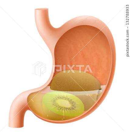 Human Stomach with kiwi fruit. The stomach digests kiwi. A stomach filled with healthy and wholesome food. Proper nutrition. Realistic 3d Vector illustration. Food digestion process. 132788933